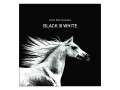 KSIĄŻKA: RACZKOWSKA Z. - BLACK & WHITE