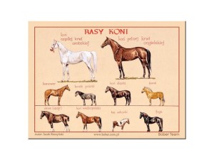 MAGNES RASY KONI 7,5x10cm